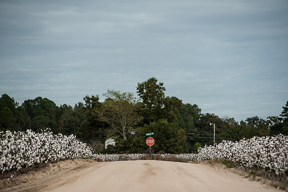 Cotton - South Carolina