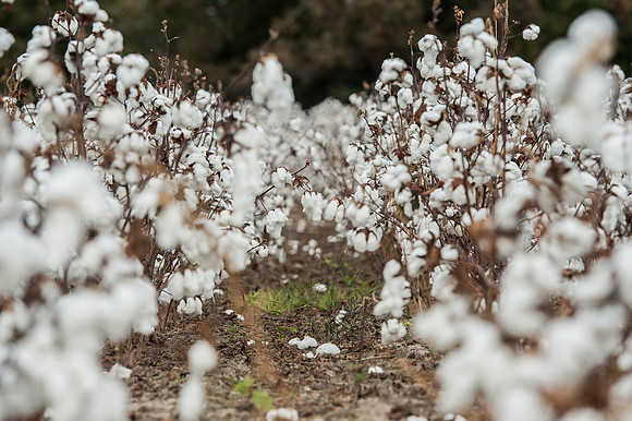 Cotton - South Carolina