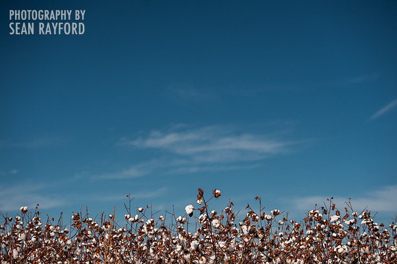 Cotton - South Carolina
