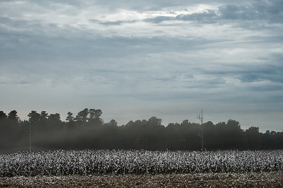 Cotton - South Carolina