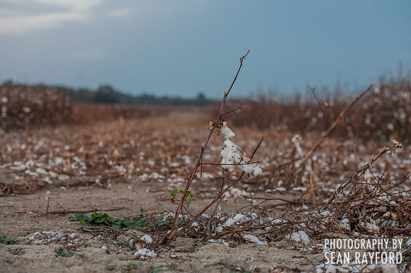 South Carolina Cotton Photos