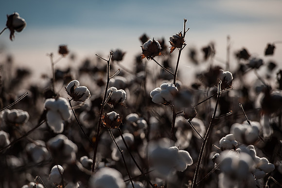 Cotton - South Carolina