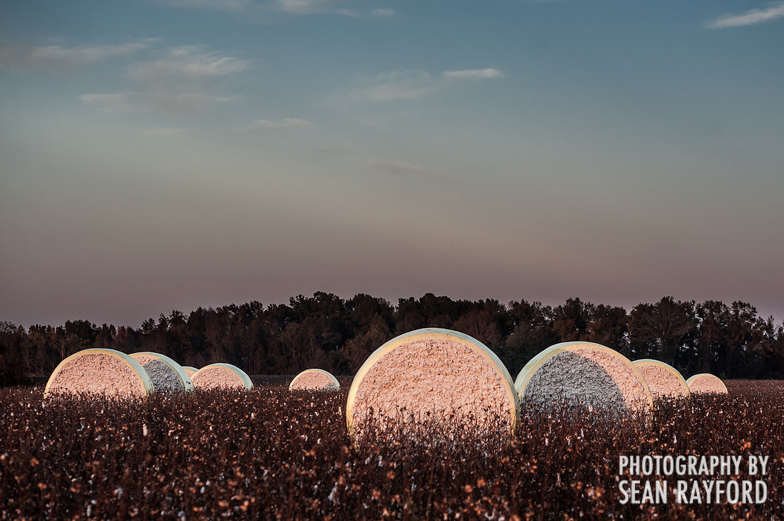 South Carolina Cotton Photos
