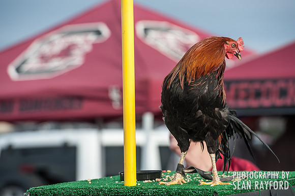 South Carolina vs. Clemson 2013