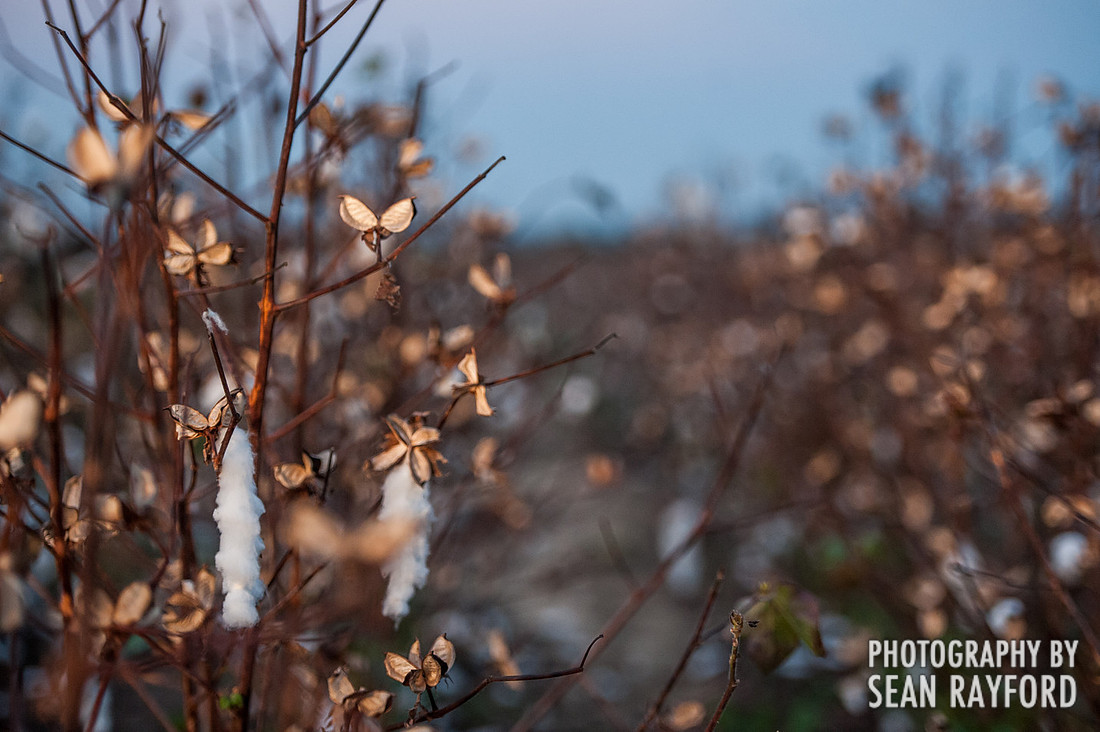 South Carolina Cotton Photos