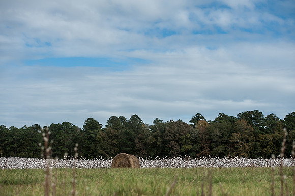 Cotton - South Carolina