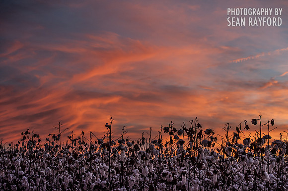 Cotton - South Carolina