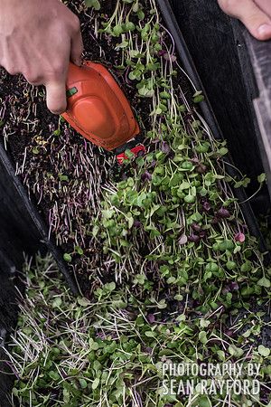 Micro-greens - City Roots - Photos