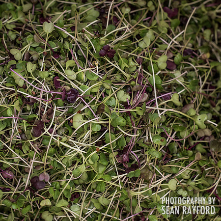 Micro-greens - City Roots - Photos