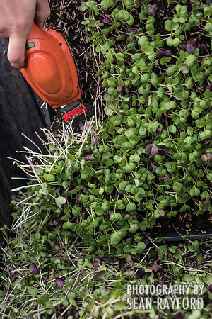 Micro-greens - City Roots - Photos