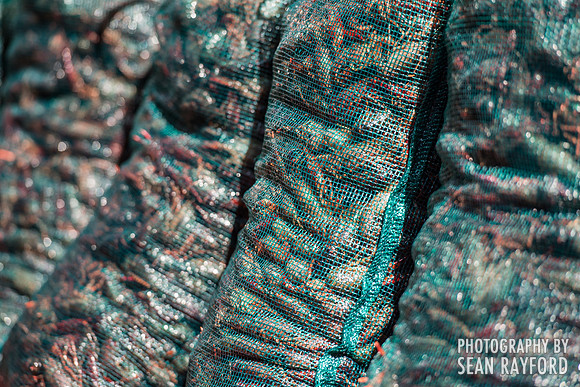 Photography: Rosewood Crawfish Fest - Columbia SC