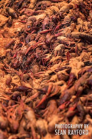 Photography: Rosewood Crawfish Fest - Columbia SC