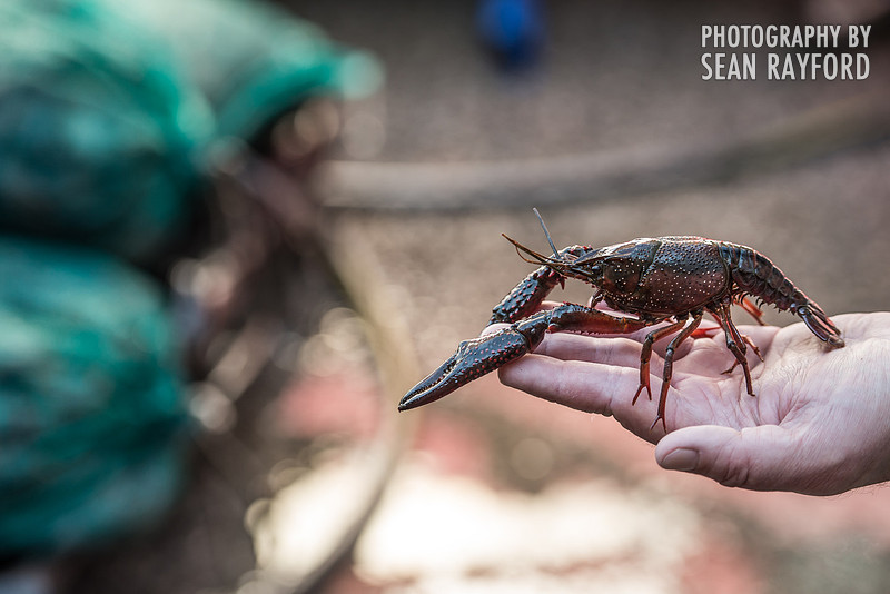 Photography: Rosewood Crawfish Fest - Columbia SC