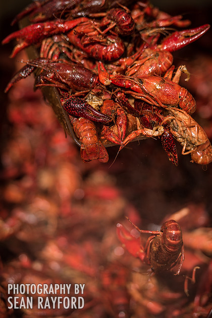 Photography: Rosewood Crawfish Fest - Columbia SC