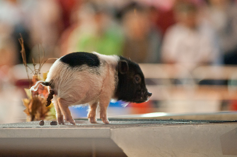 Columbia SC Photographer - South Carolina State Fair - Photos