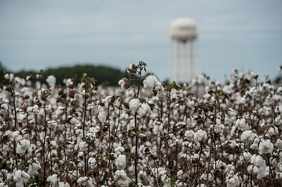 Cotton - South Carolina