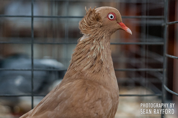 South Carolina State Fair Photos - Birds