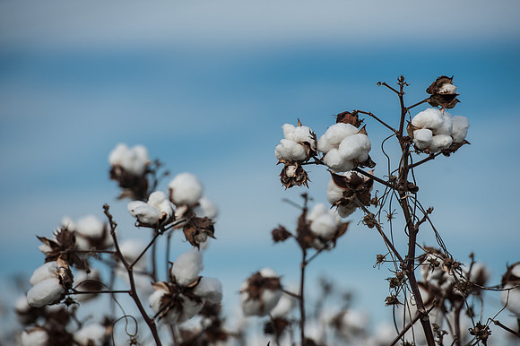 Cotton - South Carolina