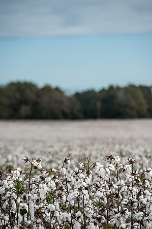 Cotton - South Carolina