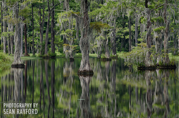 Swamp in Lake View, SC by South Carolina Photojournalist Sean Rayford