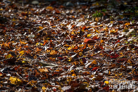 Fall Colors - Columbia SC