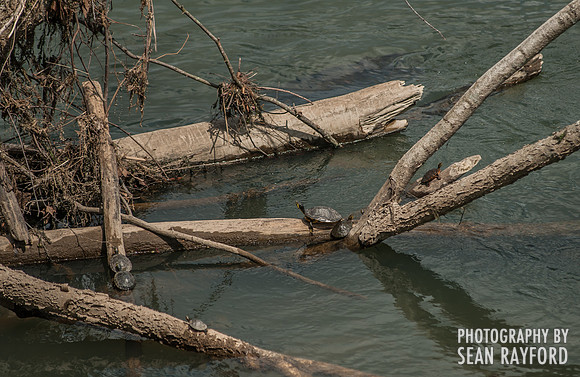 Congaree River by South Carolina Photographer Sean Rayford