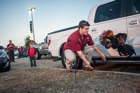 South Carolina Fan Photos