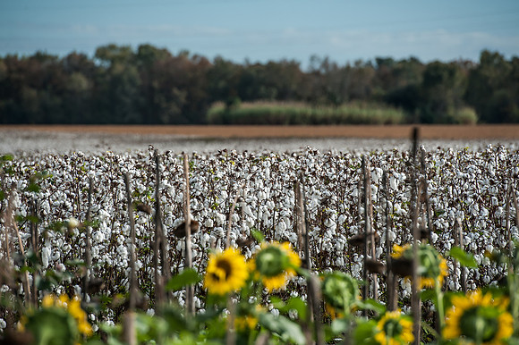 Cotton - South Carolina