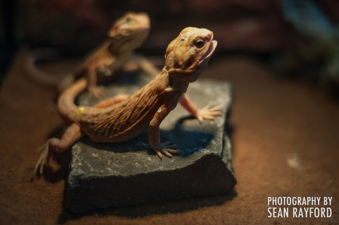 Repticon Columbia SC Photographer
