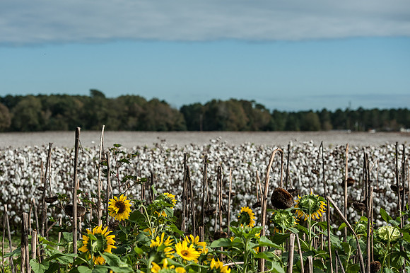 Cotton - South Carolina