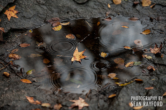Autumn in Columbia SC