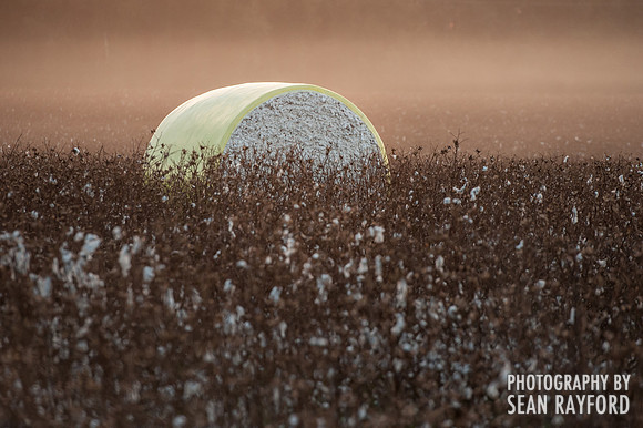 South Carolina Cotton Photos