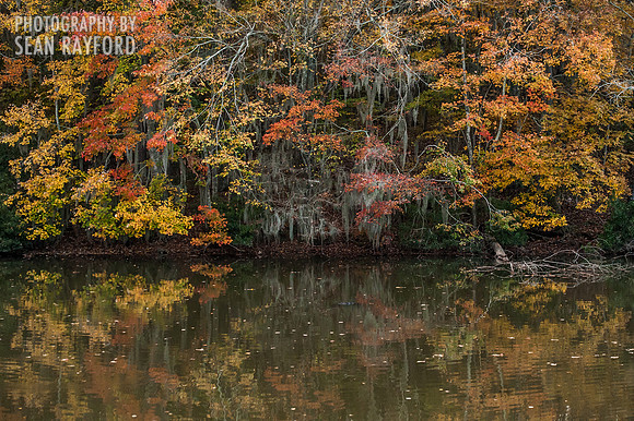 South Carolina Cotton Photos