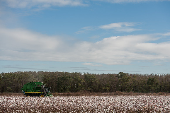 Cotton - South Carolina