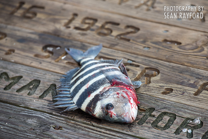 Flagler Beach Pier