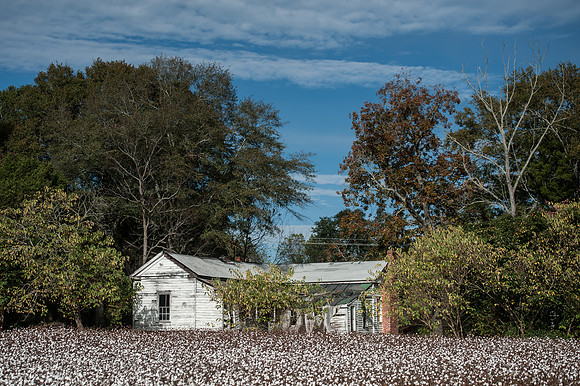 Cotton - South Carolina