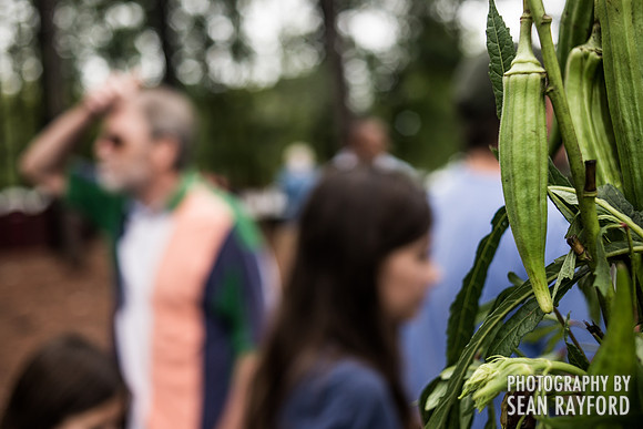 Irmo Okra Strut