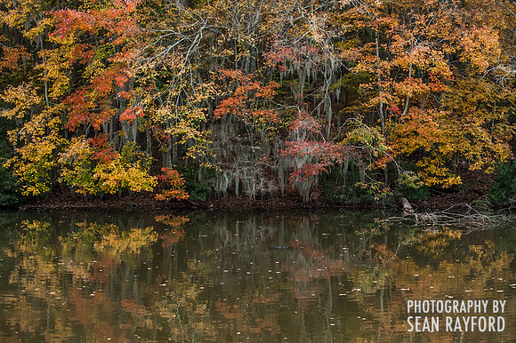 South Carolina Cotton Photos