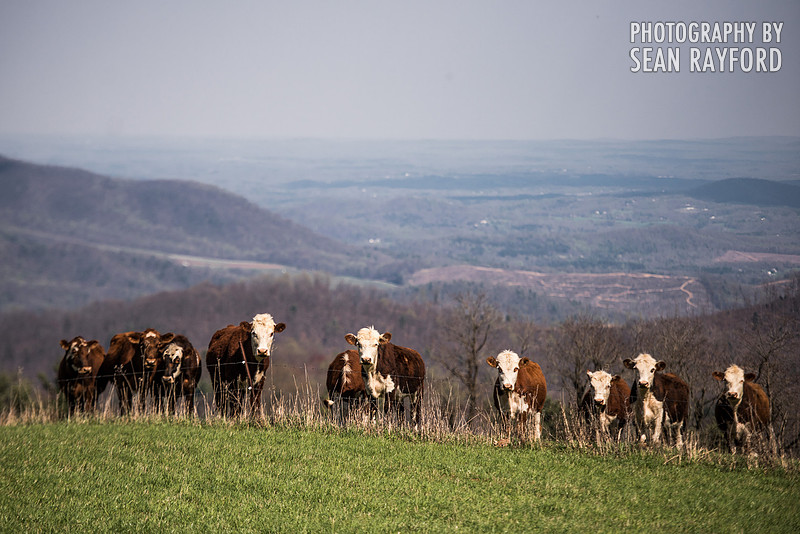 Avoid Pollen Travel blog Blue Ridge Parkway April 4 2016  61086