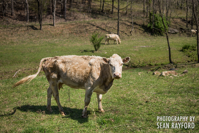 Avoid Pollen Travel blog Blue Ridge Parkway April 4 2016  61001