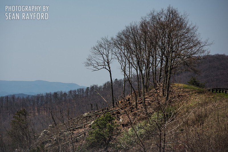 Avoid Pollen Travel blog Blue Ridge Parkway April 4 2016  60966
