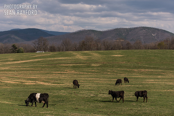 Avoid Pollen Travel blog East Coast 2016  55773
