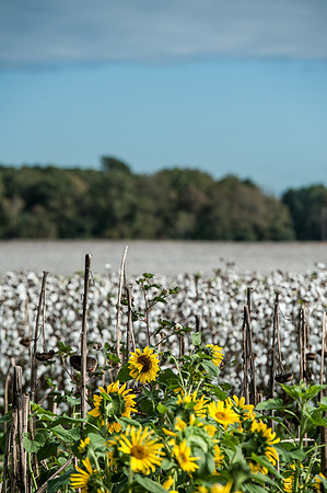Cotton - South Carolina