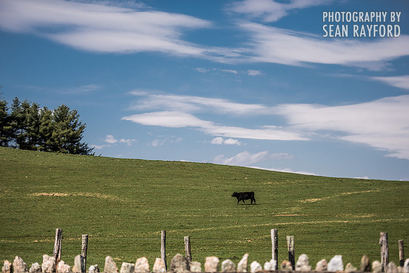 Avoid Pollen Travel blog Blue Ridge Parkway April 4 2016  61046