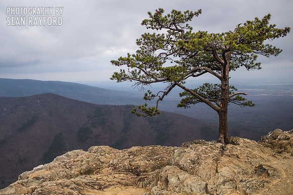 Avoid Pollen Travel blog East Coast 2016  55475