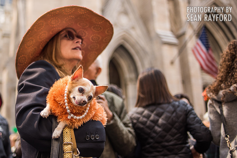 Avoid Pollen Travel blog New York City easter 2016 56297