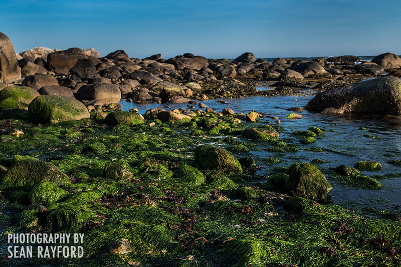 Avoid Pollen Travel blog Hartford, to Newport 2016  58153