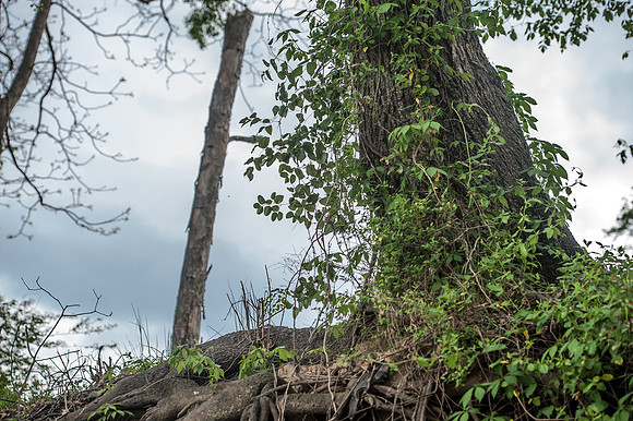 Columbia SC Photos - Congaree River