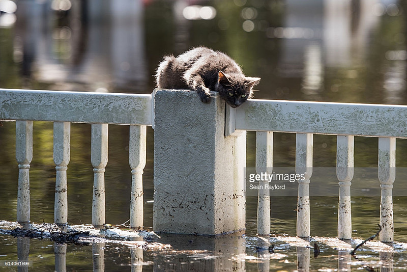 kitty fair bluff South Carolina photographer Sean Rayford