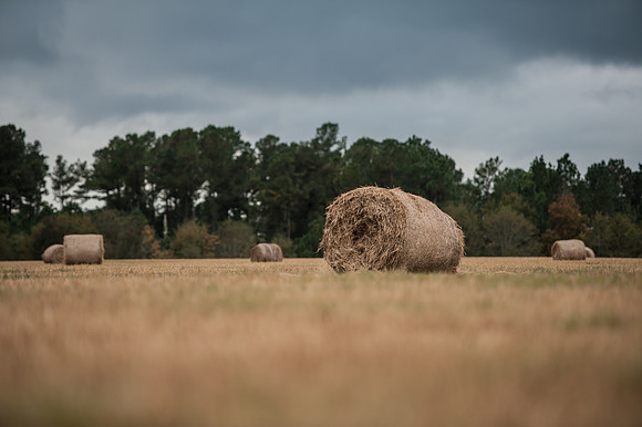 South Carolina Farming